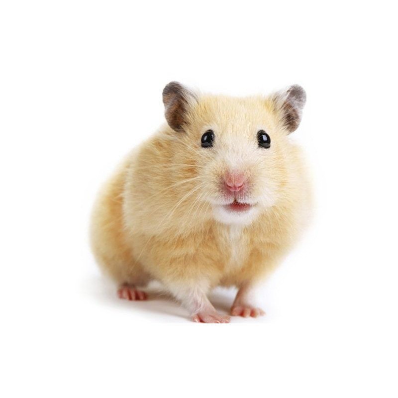 CRICETO EUROPEO DORATO