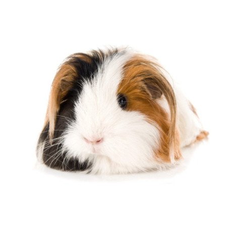 PORCELLINO D'INDIA PELO LUNGO