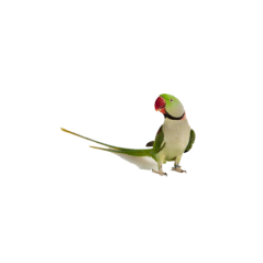 PARROCCHETTO DAL COLLARE