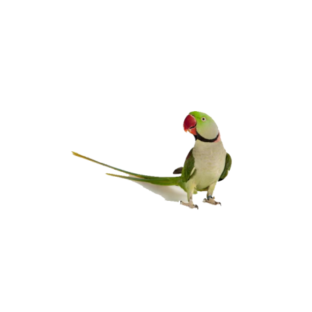 PARROCCHETTO DAL COLLARE