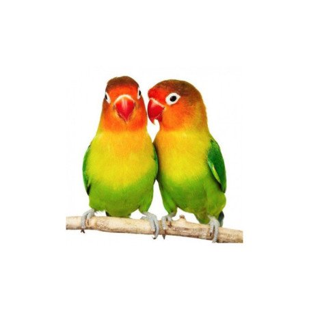 INSEPARABILI FISHER AGAPORNIS FISCHERY