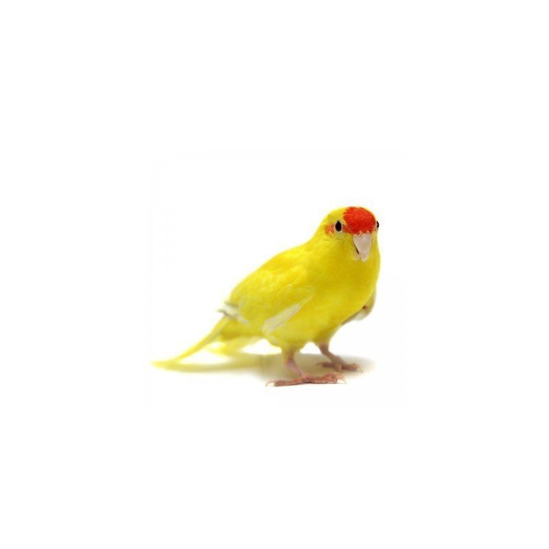 PARROCCHETTO KAKARIKI