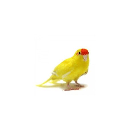 PARROCCHETTO KAKARIKI