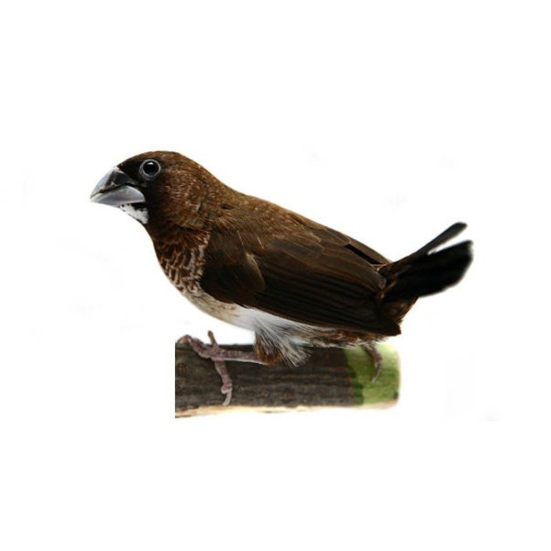 PASSERO DEL GIAPPONE