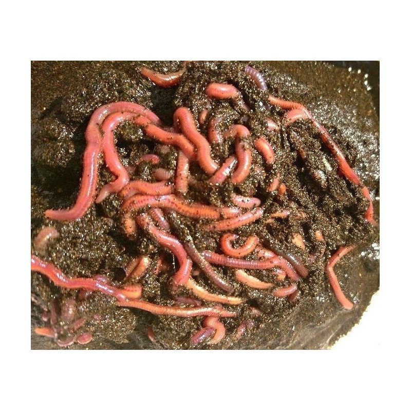 ESCA VIVA ARENICOLA NAPOLETANA