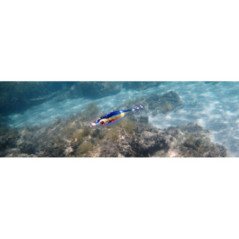 TOTANARE DTD BLOODY FISH 1.5