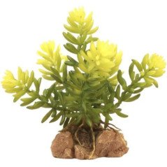 ZOOMED NATURALISTIC DESERT FLORA BURRO'S TAIL