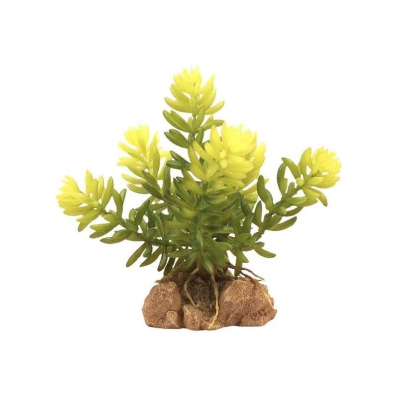 ZOOMED NATURALISTIC DESERT FLORA BURRO'S TAIL