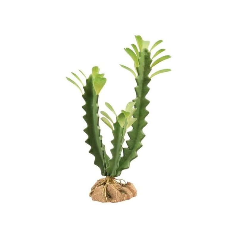 ZOOMED NATURALISTIC DESERT FLORA EUPHORBIA