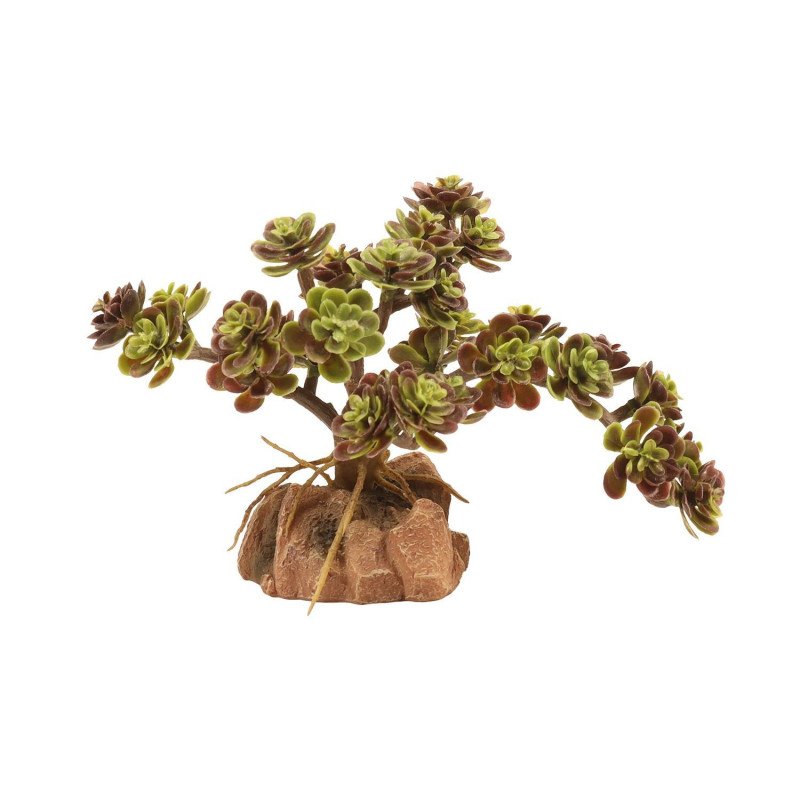 ZOOMED NATURALISTIC DESERT FLORA RED LEAF STONECROF