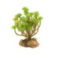 ZOOMED NATURALISTIC DESERT FLORA TREE HOUSELEEK