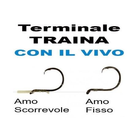 OLYMPUS TERMINALE DA TRAINA COL VIVO