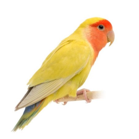 INSEPARABILI ROSEICOLLIS LUTINO GIALLO