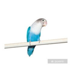 INSEPARABILI ROSEICOLLIS BLU