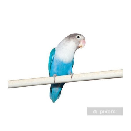 INSEPARABILI ROSEICOLLIS BLU