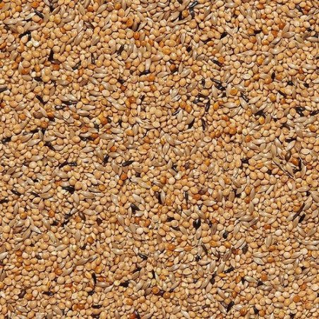 MANITOBA MISCUGLIO ESOTICI REGOLARE