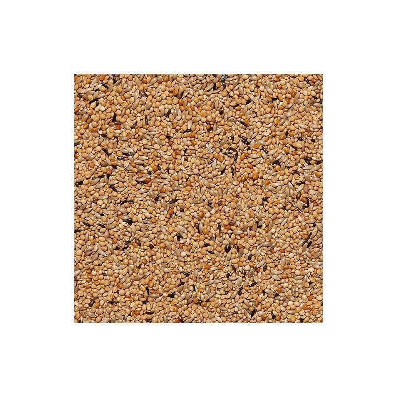 MANITOBA MISCUGLIO ESOTICI REGOLARE