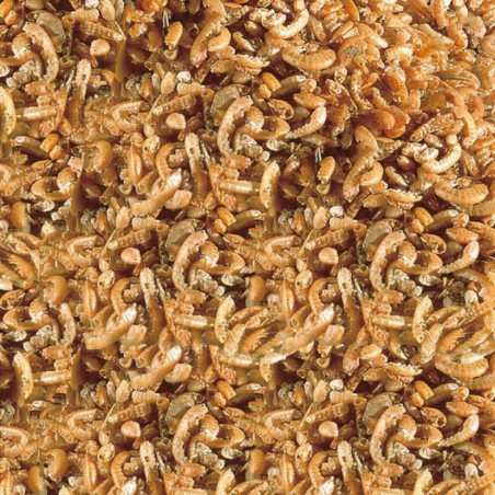 SERA RAFFY I NATURE GAMMARUS