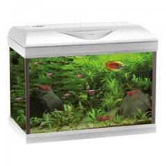 AMTRA ACQUARIO BASIC LED 60 BIANCO 60x32x42H