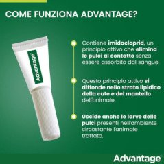 ELANCO ADVANTAGE PER GATTI E CONIGLI MAGGIORE DI 4KG