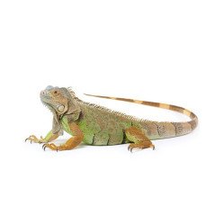 IGUANA DAI TUBERCOLI