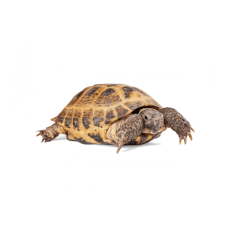 TARTARUGA TESTUDO HORSFIELDI