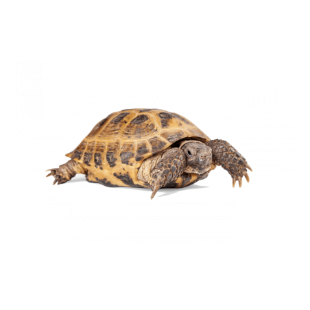 TARTARUGA TESTUDO HORSFIELDI