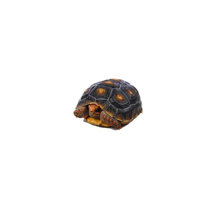 TARTARUGA CARBONARIA