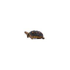 TARTARUGA CARBONARIA