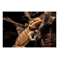 POGONA DRAGO BARBUTO