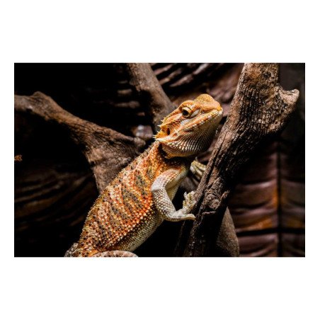POGONA DRAGO BARBUTO