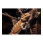 POGONA DRAGO BARBUTO