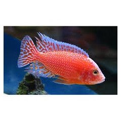 CICLIDE AFRICANO ZEBRA