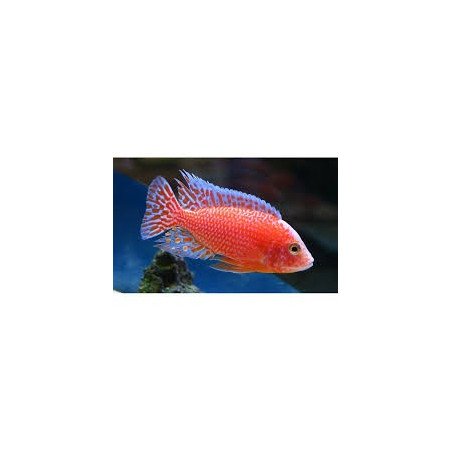 CICLIDE AFRICANO ZEBRA