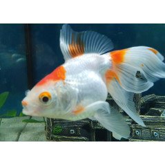 ORANDA BLACK MOOR 5/6CM