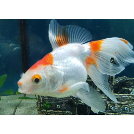 ORANDA BLACK MOOR 5/6CM