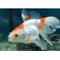 ORANDA BLACK MOOR 5/6CM