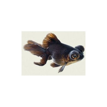 ORANDA CALICO 5/6CM