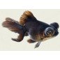 ORANDA CALICO 5/6CM