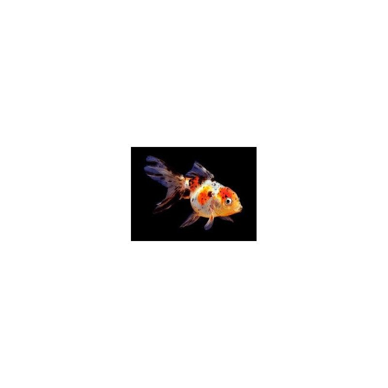 ORANDA TESTA ROSSA 5/6CM