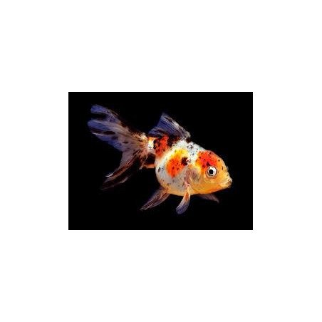ORANDA TESTA ROSSA 5/6CM