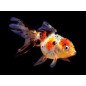 ORANDA TESTA ROSSA 5/6CM