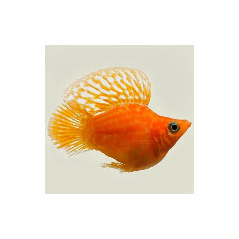 POECILIA ORO NERO
