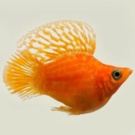 POECILIA ORO NERO