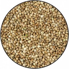 VERSELE CANAPA DA 900 GR