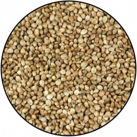 VERSELE CANAPA DA 900 GR