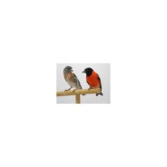 CARDINALINO DEL VENEZUELA