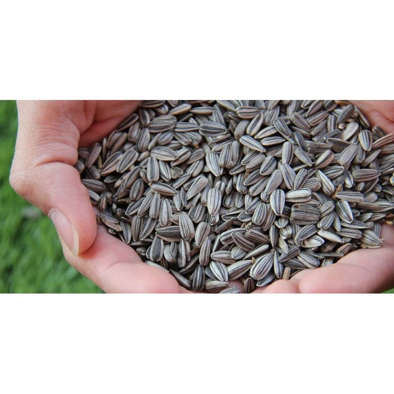 MANITOBA GIRASOLE MEDIO MARIKA 500GR