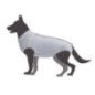 CAMON TUTINA POST OPERATORIA CANE