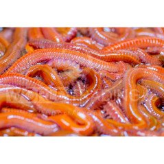 ESCA VIVA COREANO MAXI RED DRAGON